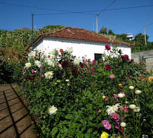 Blumenpracht