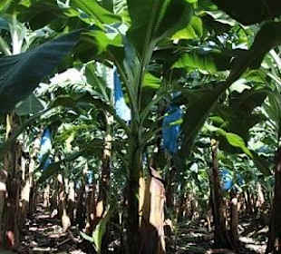 Bananenplantage