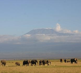 A view of Mt Kilimanjaro and elephants