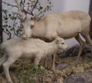Zoologisches Forschungsmuseum Alexander Koenig