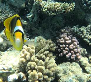 Schnorcheln Makadi Bay