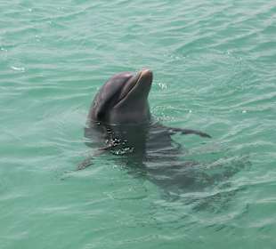 Rencontre magique avec les dauphins