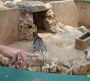 Stachelschwein