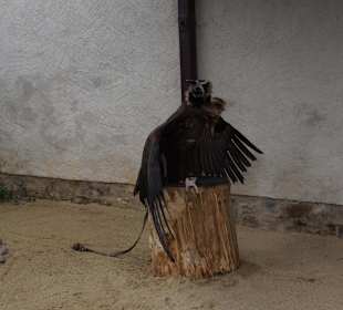 Greifvogel-Gehege