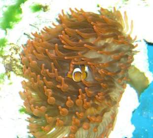 Nemo im Kölner Zoo...