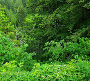 Der Plöckenpass 06-2011