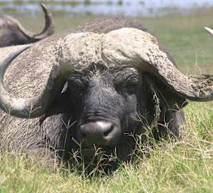 Buffallo at Amboseli
