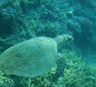Schildkröte, Hausriff