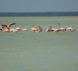 Widvögel haben eine "Fluchtdistanz"