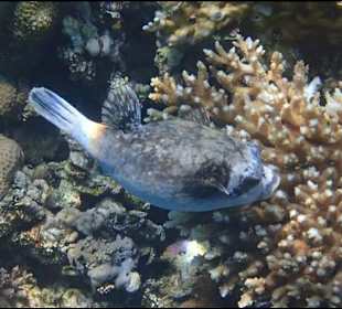 Schnorcheln Hurghada