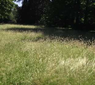 Englischer Garten