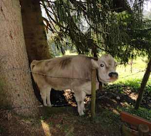 Kuh auf dem Weg zu den Erzgruben