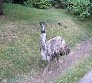 Питомцы зоопарка 