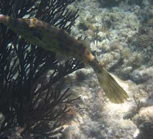 Unterwasserwelt Akumal