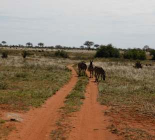 Tsavo East