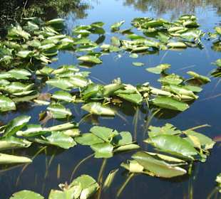 Everglades Safari Park