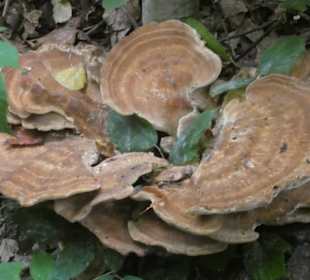 Auf dem Rundwanderweg TraumRunde Castell