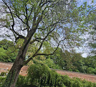 Bergulme
