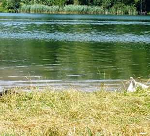 Hier kann man gut ins Wasser gehen