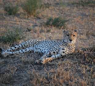 Gepard