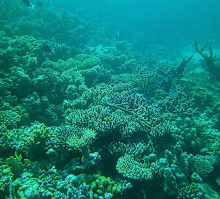 Tauchen bei der DC über Oototo Holiday Service gebucht