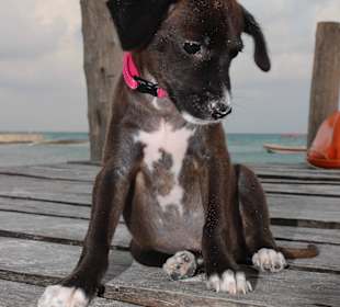 Santi Tour Maskottchen Choki