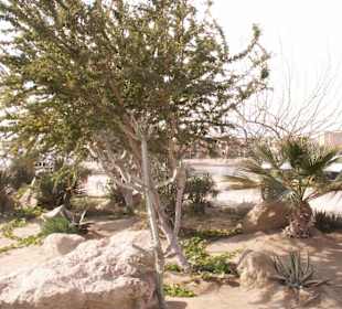 Kakteen beim Pier 88