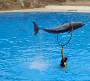 Delfin Show