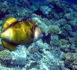 Faszinierende Unterwasserwelt