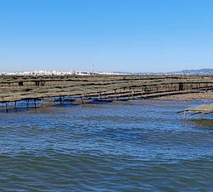 Bootstour Ria Formosa