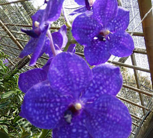 Orchideen der Sai Nam Phung Orchid Farm