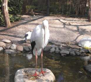 Weltvogelpark Walsrode