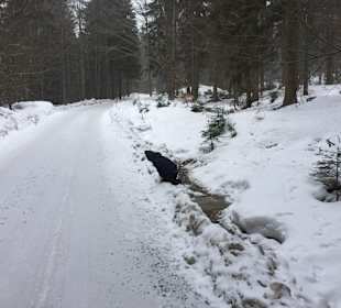 Weg zum Wald Februar 2018