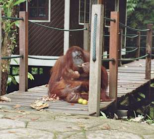 Orang Utan Mutter mit Kind