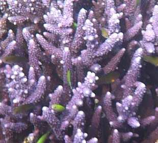 Schnorcheln am Hausriff