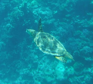 Delfintour 19.05.12