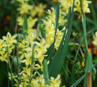 Gelbe Blumen