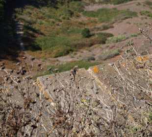 Viele kleine und große Echsen