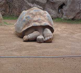 Schildkröten Gehege