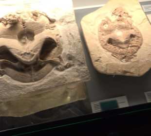 Jura-Museum