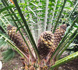 Botanischer Garten Puerto de la Cruz 