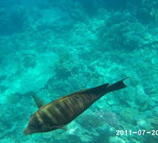 Harmony Makadi Bay "rybki"