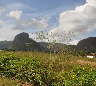 Vinales