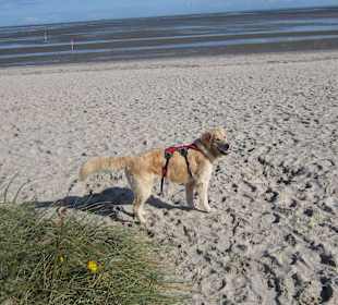 Der Strand und das Wattenmeer