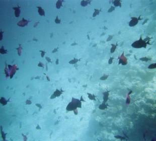 Schwarm Rotzahndrückerfische an der Riffkante
