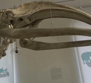 Staatliches Naturkunde Museum