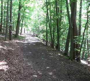 Wanderweg - Alter Steinbruch Pfaffenberg Runde