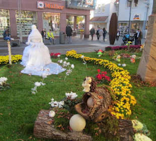 Chrysanthema Lahr