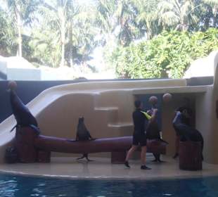 Leones marinos super divertidos.