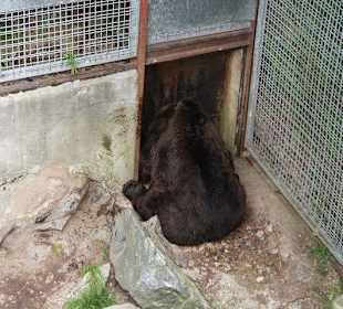 Zoo